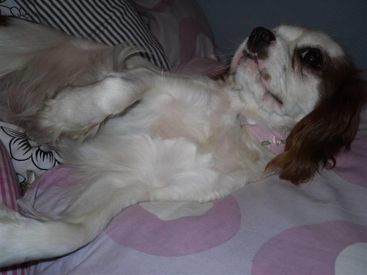 Cavalier king charles spaniel Prada  - "klø mig på maven !!! " Foto// mig :B billede 6