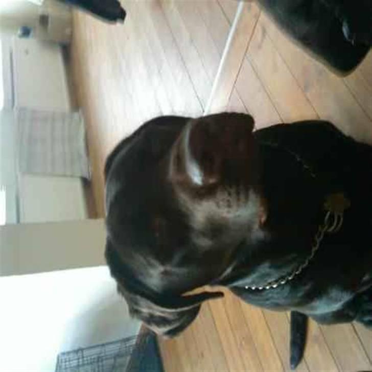 Labrador retriever black-mocca tippoo - ja nu er jeg så 1 år gammel billede 7