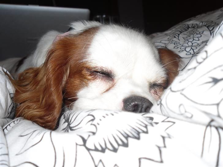 Cavalier king charles spaniel Prada  - Zzzzzz Zzzzz xD Foto//mig :P billede 7