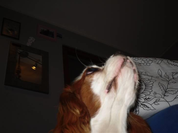 Cavalier king charles spaniel Prada  - kigger op på en flue xD Foto// mig q; billede 8
