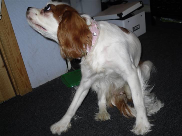 Cavalier king charles spaniel Prada  - Klør (; ! Foto// Miig :D billede 9