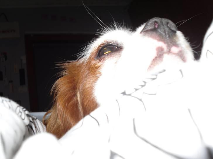Cavalier king charles spaniel Prada  - Prutten ligger og dovner xD Fot// miig (: billede 10