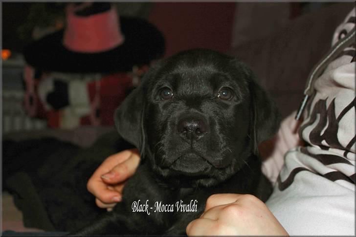 Labrador retriever black-mocca Vivaldi billede 1