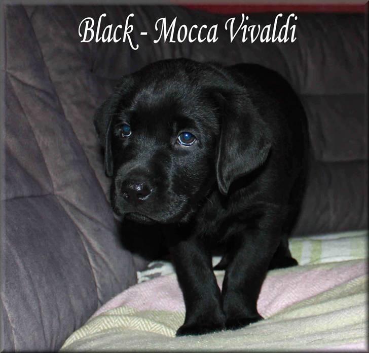 Labrador retriever black-mocca Vivaldi billede 2
