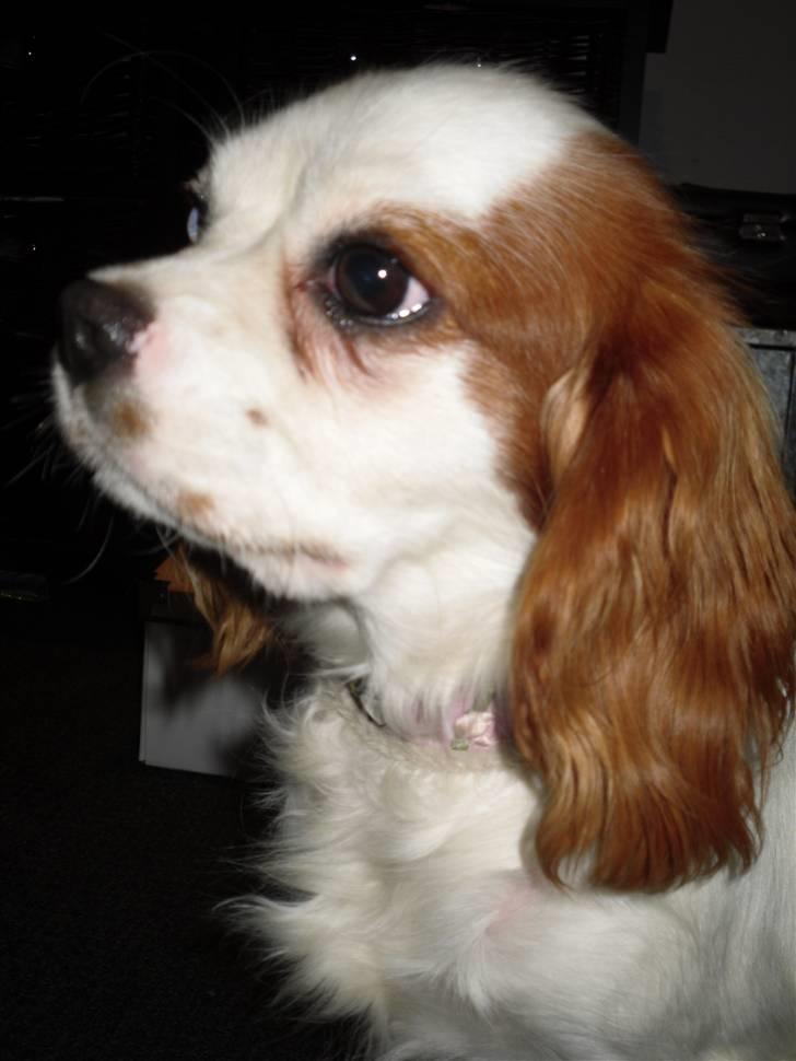 Cavalier king charles spaniel Prada  - Prada (: billede 11