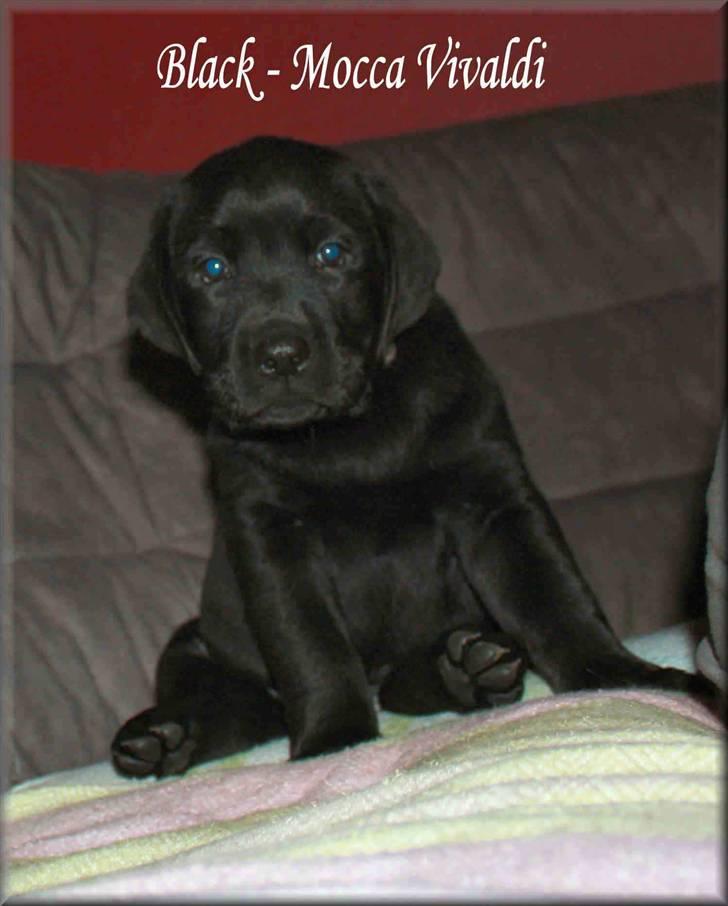 Labrador retriever black-mocca Vivaldi billede 3