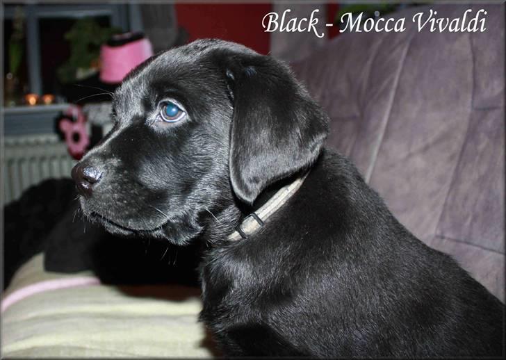 Labrador retriever black-mocca Vivaldi billede 4