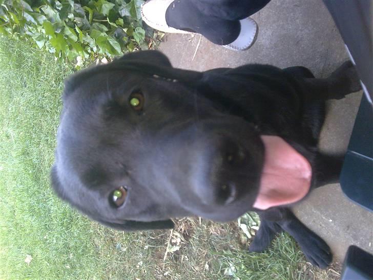 Labrador retriever black-mocca Vivaldi billede 5