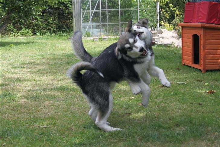 Alaskan malamute Pink billede 10