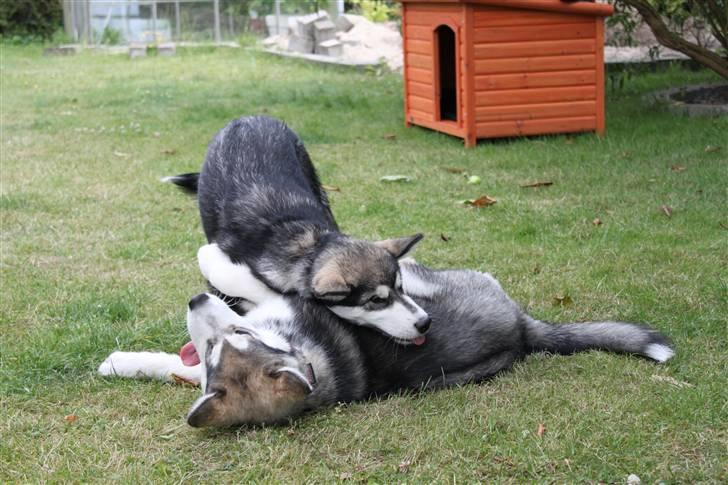 Alaskan malamute Pink billede 11