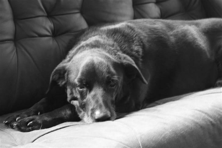 Blanding af racer Elvis - Min ynglingsplads billede 18