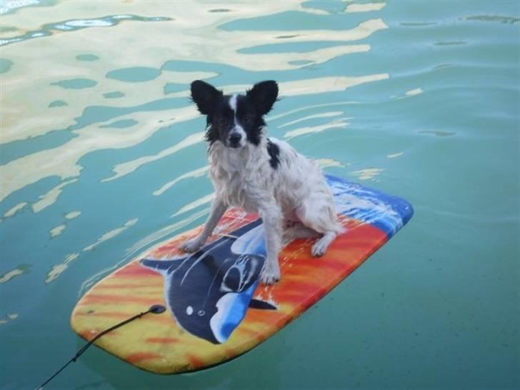 Blanding af racer Bixy Pixi - En tur i poolen. :) billede 16