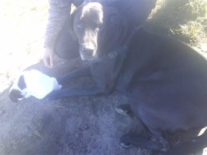 Blanding af racer Bixy Pixi - Første tur i hundeskoven, 10 uger gammel. Her sammen med "onkel" Valde.. billede 17