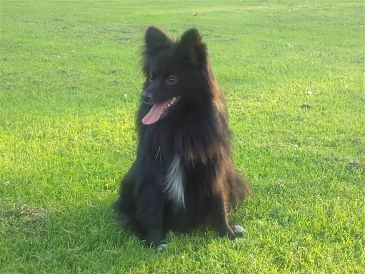 Blanding af racer Bertil - Nyeste billede af min flotte dreng billede 1