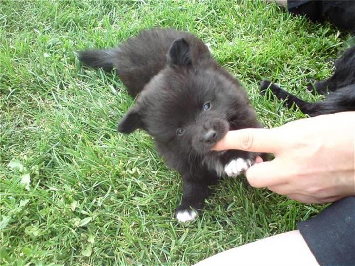 Blanding af racer Bertil - Hvalpe billede fra før vi fik ham hjem billede 2