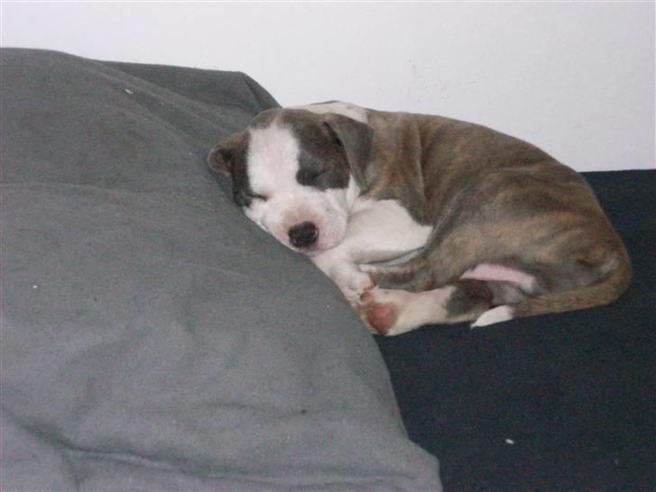 Amerikansk staffordshire terrier Ticon billede 11