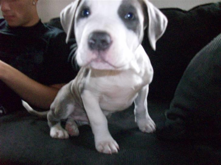 Amerikansk staffordshire terrier Ticon billede 12