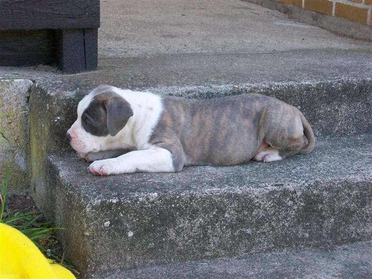 Amerikansk staffordshire terrier Ticon billede 13