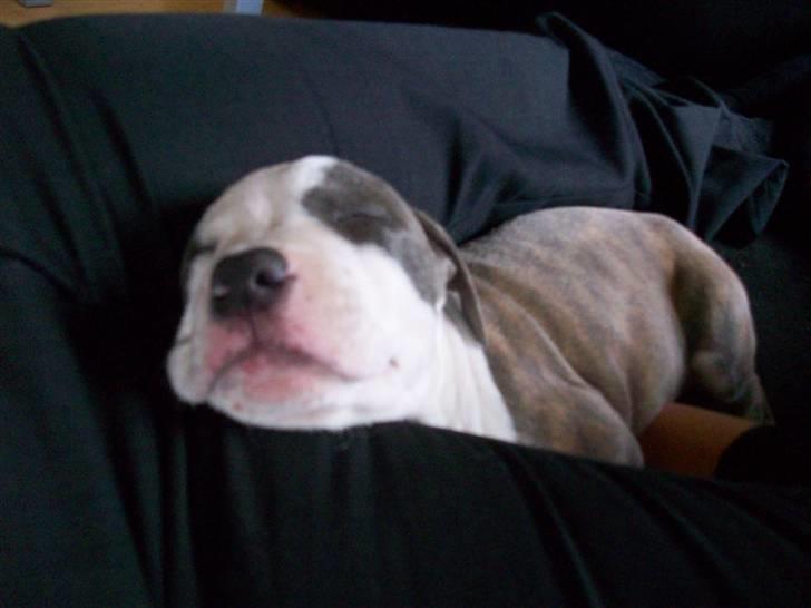 Amerikansk staffordshire terrier Ticon billede 14