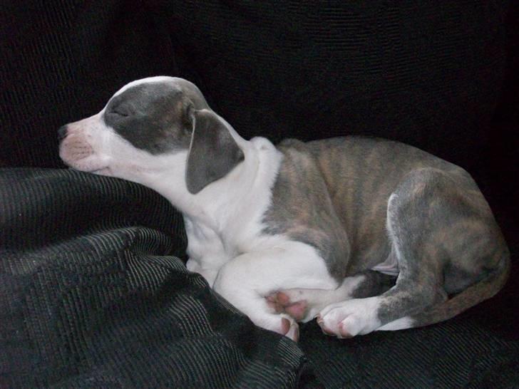 Amerikansk staffordshire terrier Ticon billede 15