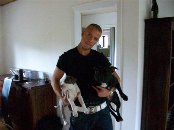 Amerikansk staffordshire terrier Ticon billede 16