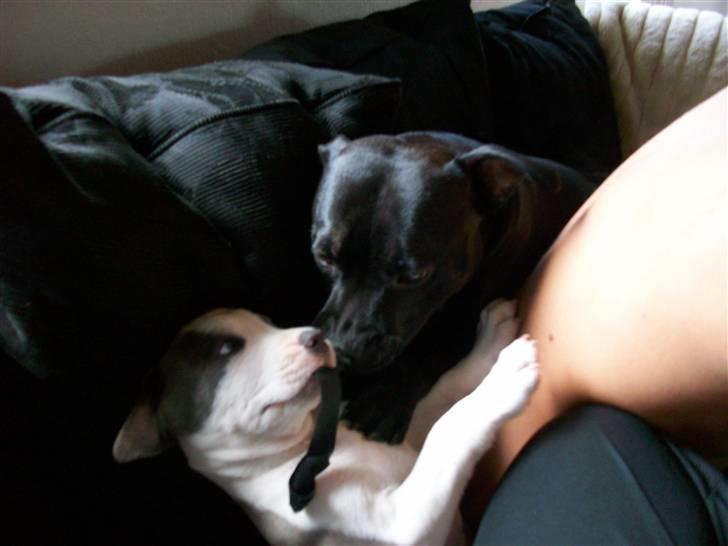 Amerikansk staffordshire terrier Ticon billede 17