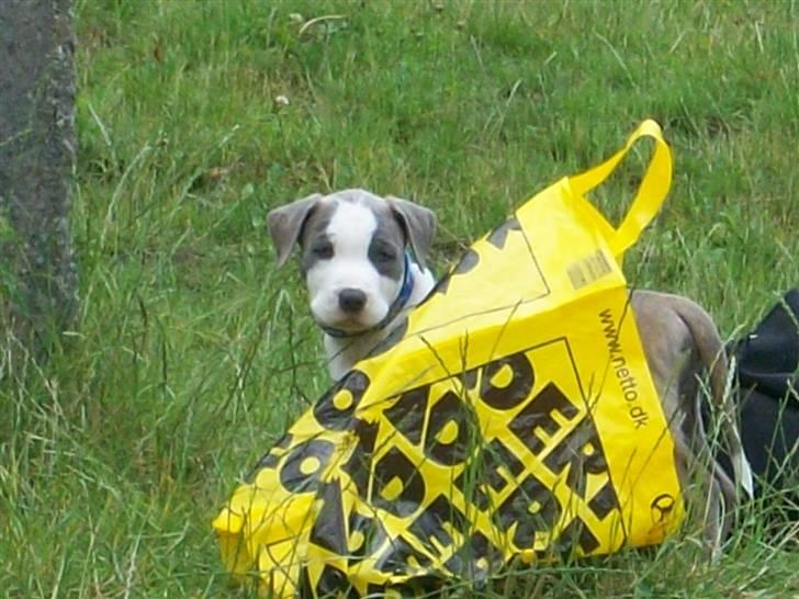 Amerikansk staffordshire terrier Ticon billede 18