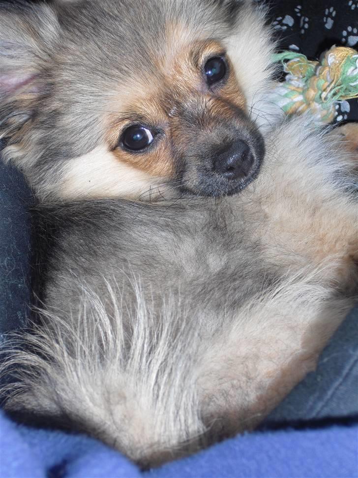 Blanding af racer Bandit billede 10