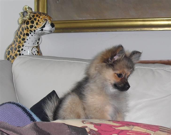 Blanding af racer Bandit billede 11