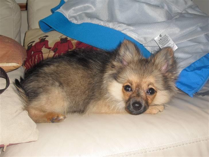 Blanding af racer Bandit billede 12