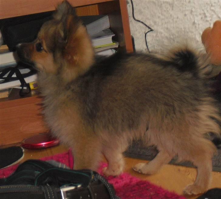 Blanding af racer Bandit billede 13