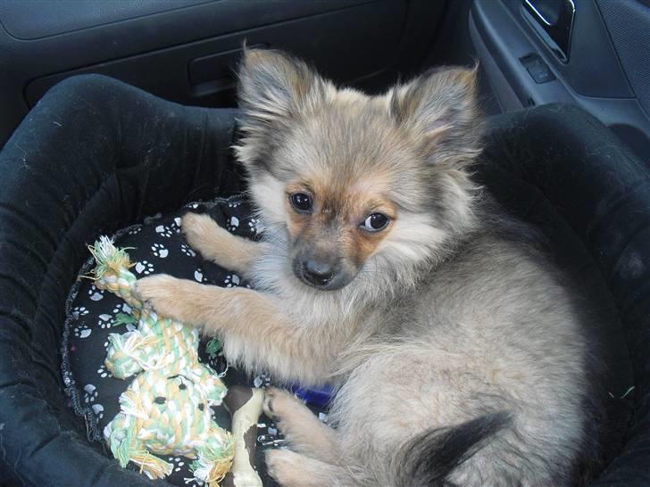 Blanding af racer Bandit billede 14