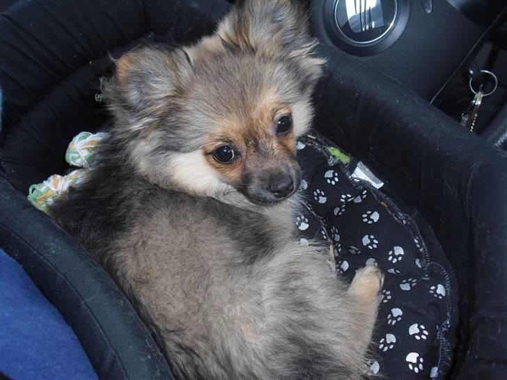 Blanding af racer Bandit billede 15