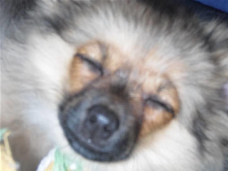 Blanding af racer Bandit billede 16