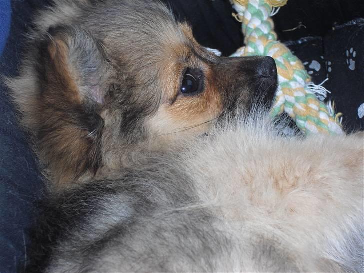 Blanding af racer Bandit billede 17