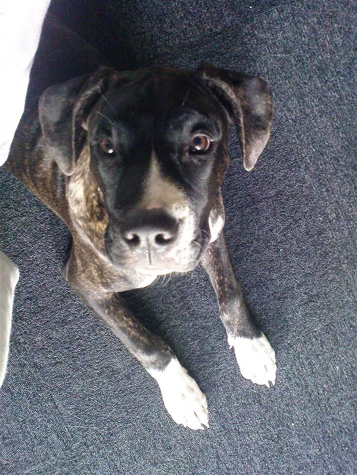 Blanding af racer Medina " Miss diva" billede 14