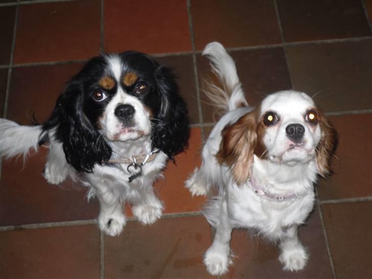 Cavalier king charles spaniel Prada  billede 12