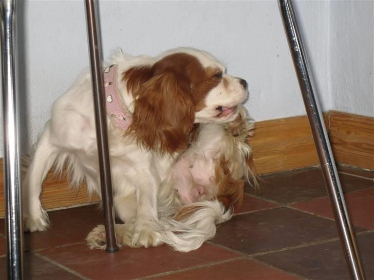Cavalier king charles spaniel Prada  billede 13