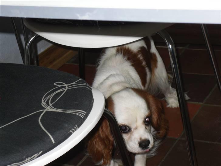 Cavalier king charles spaniel Prada  billede 14