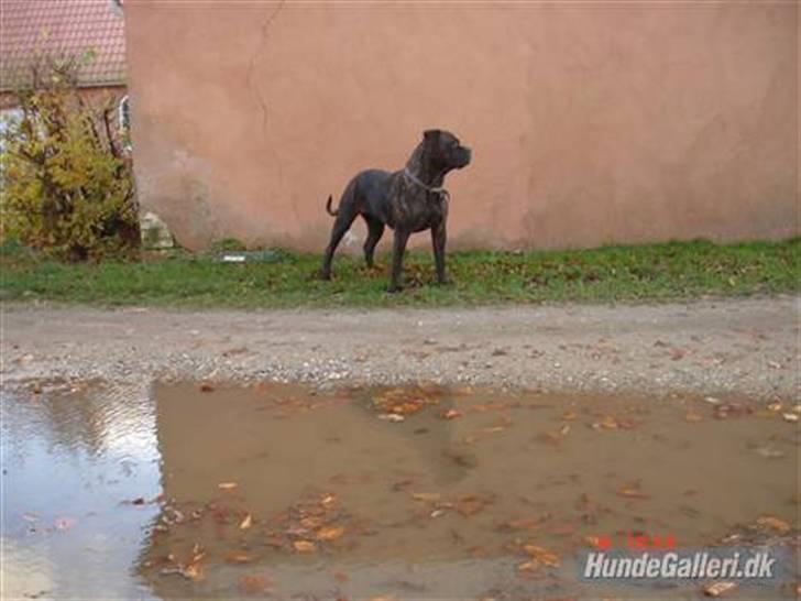 Bullmastiff Frida - Frida hører noget, selv om vi lige var igang med at springe:P billede 15