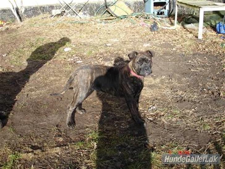 Bullmastiff Frida - Frida var lille:D og ser lidt sjov ud:D hihi billede 16