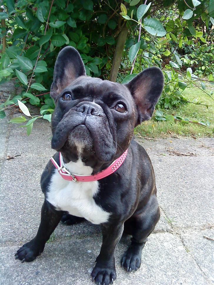 Fransk bulldog Giz billede 1