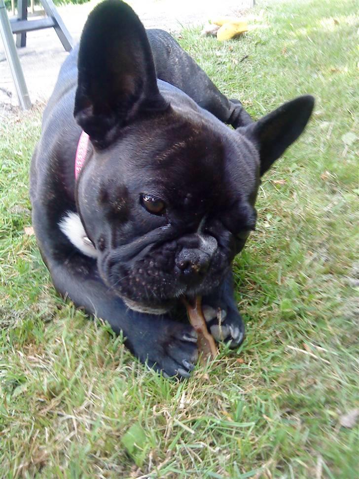 Fransk bulldog Giz billede 2