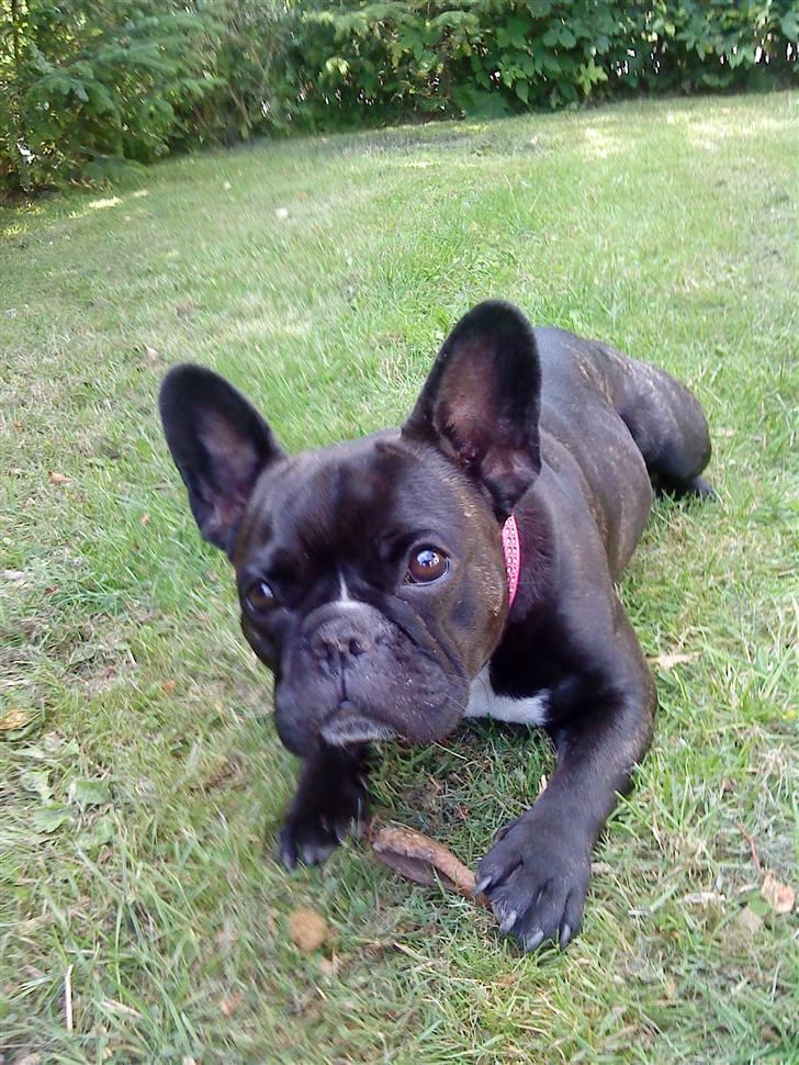 Fransk bulldog Giz billede 3