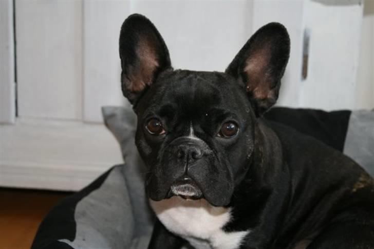 Fransk bulldog Giz billede 4