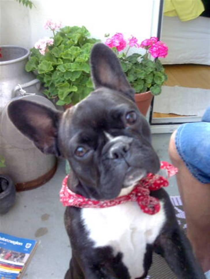 Fransk bulldog Giz billede 5