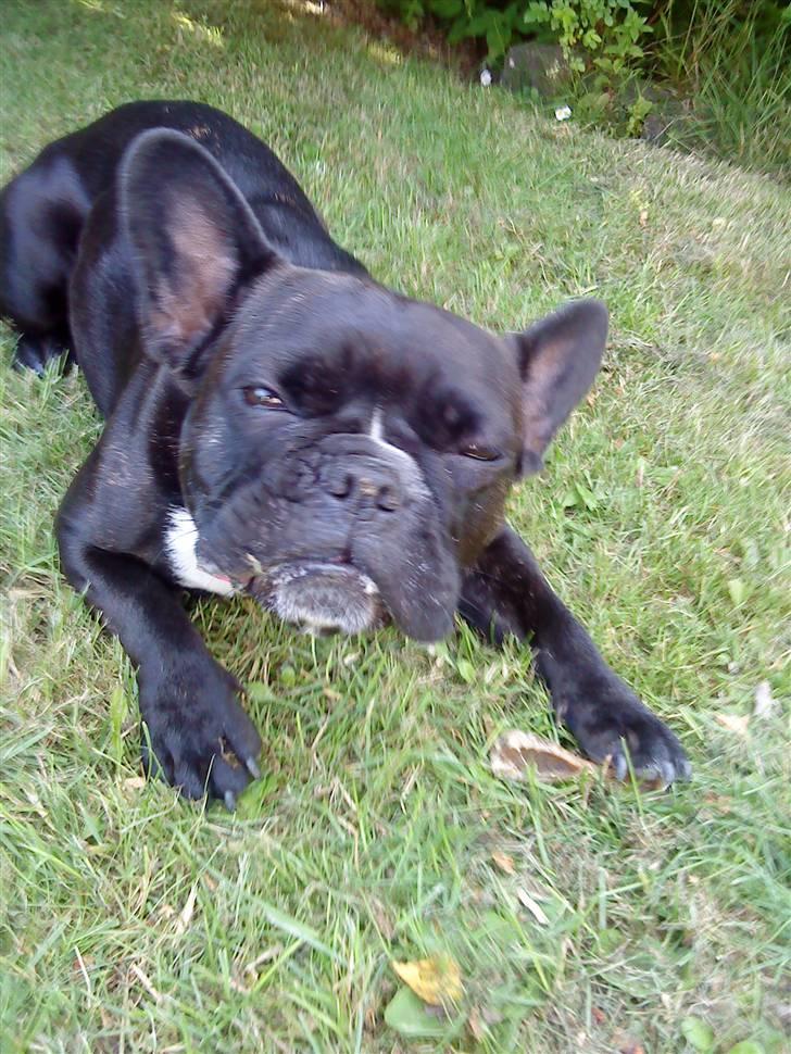 Fransk bulldog Giz billede 7