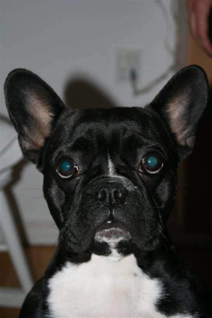Fransk bulldog Giz billede 8