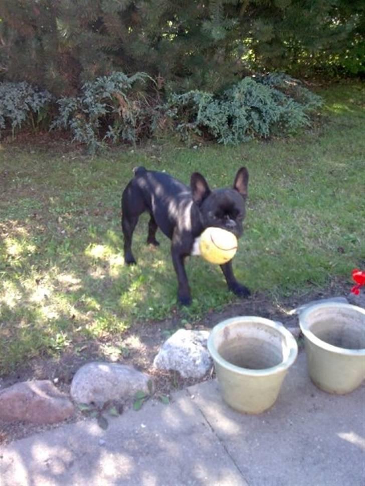 Fransk bulldog Giz billede 9