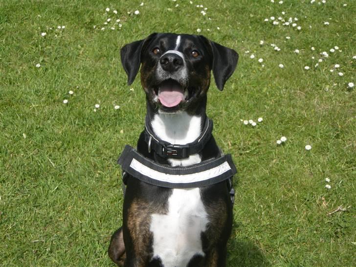 Blanding af racer Laiko - Ude og lege billede 1